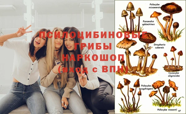 гашик Липки